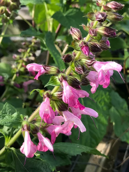 plants S-T — issima